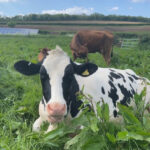 Ice Cream Cow at Palette and Pasture