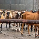 Micro Dairy Palette and Pasture Frome Somerset