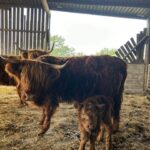 Highland Cows at Palette and Pasture