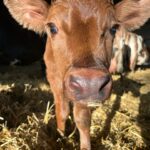Sheeted Somerset Calf at Palette and Pasture, Frome Somerset